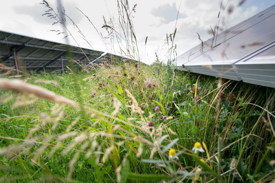 Foto-trouw-Ecologisch-zonneparkt-Drenthe.jpg